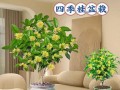 如何养护盘桂花，打造美丽花园（-盘桂花，养护技巧）
