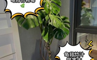 如何判断龟背竹的养殖时间（观察龟背竹的生长状况，准确判断养殖时间）