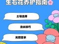 生石花的浇水技巧（了解生石花的生长需求，正确浇水以促进健康生长）