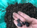 板栗壳变废为宝，做成高效花肥！（板栗壳的制作和使用、板栗壳花肥的好处）