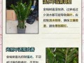 金钱树枝发黄的原因及解决方法（揭秘金钱树枝发黄的真相与护理技巧）