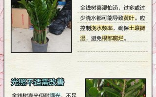 金钱树枝发黄的原因及解决方法（揭秘金钱树枝发黄的真相与护理技巧）