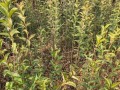 大叶女贞，乔木还是灌木植物？（探究大叶女贞的生长习性与分类鉴别）