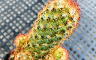 多肉金手指移植的步骤和技巧（打造繁茂的多肉植物园，让金手指变得更美丽）