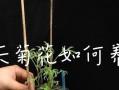 菊花养殖技巧大揭秘！（打造美丽花坛，菊花养殖不可忽略的关键技巧）
