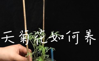 菊花养殖技巧大揭秘！（打造美丽花坛，菊花养殖不可忽略的关键技巧）