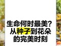 种子的奇妙变化（探索种子的生长过程及其关键因素）