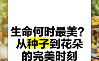 种子的奇妙变化（探索种子的生长过程及其关键因素）