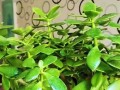 玉树养护宝典（打造绿意盎然的家居生活）