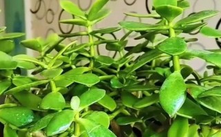 玉树养护宝典（打造绿意盎然的家居生活）