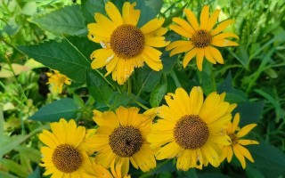 菊花叶子为何会发红？（探究菊花叶子发红的原因和可能的影响）