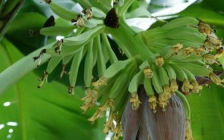 香蕉花的奇妙之处（探究香蕉花的颜色和特征）