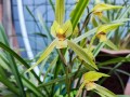 探究兰花品种分类的方法和特征（通过关键特征区分兰花品种，助你成为兰花专家）