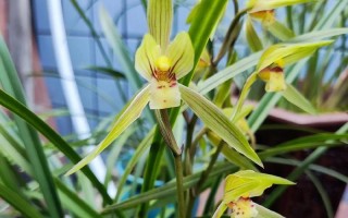 探究兰花品种分类的方法和特征（通过关键特征区分兰花品种，助你成为兰花专家）