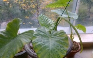 黄肥湿度过高的原因和解决方法（湿度管理是提高黄肥效果的关键）