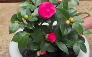 新种茶花的科学浇水方法（为你的新种茶花提供正确的水分养分）
