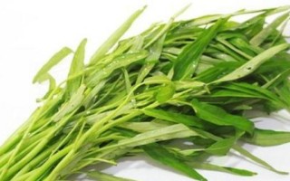 探究空心菜的食用与药用价值（从营养、功效、适宜人群等角度分析空心菜的特点）