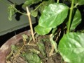 茉莉花老落叶之谜（探寻茉莉花老落叶现象背后的原因）
