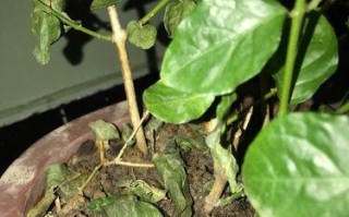 茉莉花老落叶之谜（探寻茉莉花老落叶现象背后的原因）
