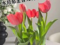 郁金香盛开的花海（探秘郁金香的生长之道）