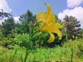探秘黄花菜——一种美味又营养的植物（了解黄花菜的种类、生长环境、食用方法和药用功效）
