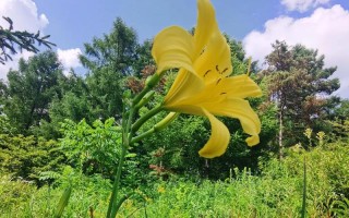 探秘黄花菜——一种美味又营养的植物（了解黄花菜的种类、生长环境、食用方法和药用功效）