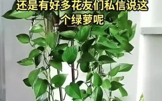 绿萝长虫的防治方法（家中绿萝发现虫害？快来学习如何防治！）
