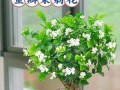 茉莉盆景的养殖技巧（打造居家绿意，茉莉盆景带来清新空气）