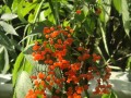 接骨草的种类和功效详解（了解接骨草，让你健康无忧）