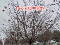 吉野樱花（辨识吉野樱花的关键标志及观赏技巧）