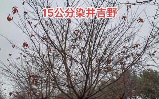 吉野樱花（辨识吉野樱花的关键标志及观赏技巧）