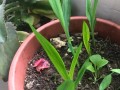 香雪兰叶子枯萎发黄的原因及治疗方法（探究香雪兰叶子枯萎发黄的相关问题以及有效的处理方法）