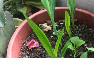 香雪兰叶子枯萎发黄的原因及治疗方法（探究香雪兰叶子枯萎发黄的相关问题以及有效的处理方法）