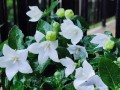 享受花海的喜悦——如何养护好自己的桔梗（桔梗养殖方法及养护要点详解，让您花样满满）