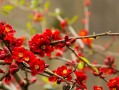红梅花种植方法与注意事项（如何成功种植红梅花？种植红梅花的关键步骤和要点）