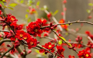红梅花种植方法与注意事项（如何成功种植红梅花？种植红梅花的关键步骤和要点）