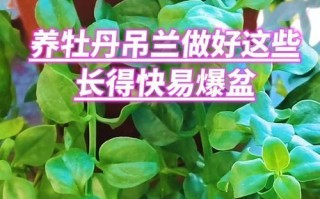 自制肥料助力吊兰快速生长（探索以吊兰怎么养长得快自制肥的秘诀）