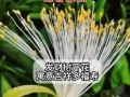 发财树开花的奇迹（探秘发财树开花的神秘魅力）
