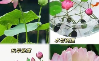 冬季养护碗莲的秘诀（让碗莲在寒冷的冬季绽放更美丽的花朵）