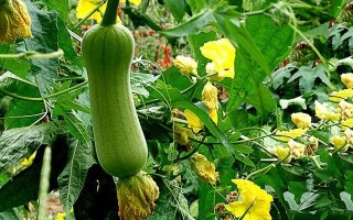 盆栽丝瓜怎么样压蔓？（了解如何进行盆栽丝瓜的蔓延管理）