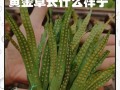 黄金草修剪指南（打造健康、美丽的黄金草花坛）