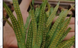 黄金草修剪指南（打造健康、美丽的黄金草花坛）