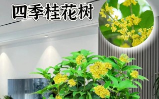 延长桂花树花期的方法（掌握关键技巧，让桂花开得更长久）