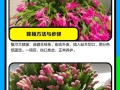 嫁接蟹爪兰的养殖方法与注意事项（打造美丽花园，从嫁接蟹爪兰开始）
