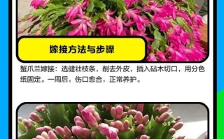 嫁接蟹爪兰的养殖方法与注意事项（打造美丽花园，从嫁接蟹爪兰开始）