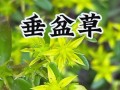 如何快速养殖垂盆草？（垂盆草养殖技巧，让你省时省力赚大钱）