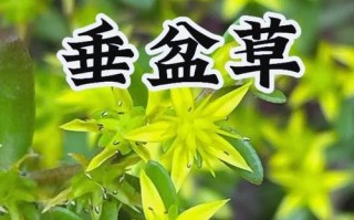 如何快速养殖垂盆草？（垂盆草养殖技巧，让你省时省力赚大钱）