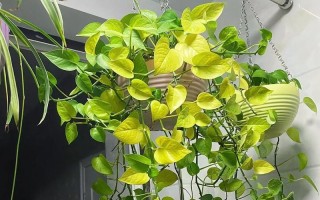 绿萝发光的方法与原理解析（探索绿萝发光的神秘之处）