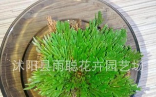 还魂草——神奇的自然草药（功效作用、食用方法及注意事项）