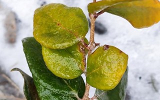 雨水的神奇之处——植物生长的秘密（探秘雨水的养分、调节和保护功能）